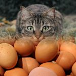 ¿Un gato puede comer huevo?
