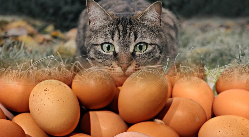¿Un gato puede comer huevo?