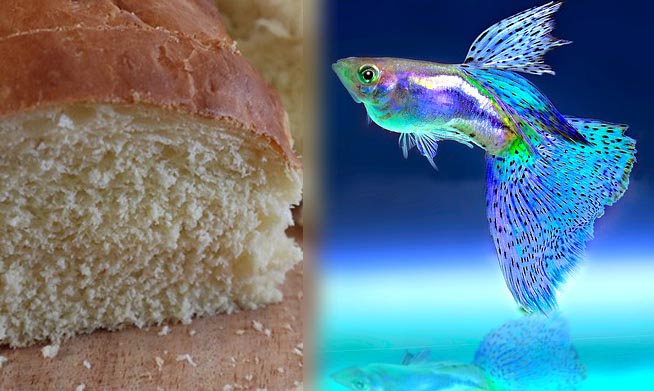 ¿Un pez puede comer pan?