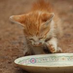 ¿Un gato puede comer yogur?