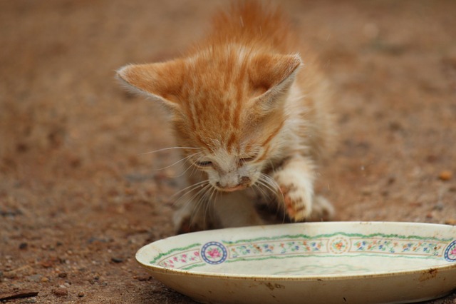 ¿Un gato puede comer yogur?