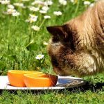 ¿Un gato puede comer naranja?