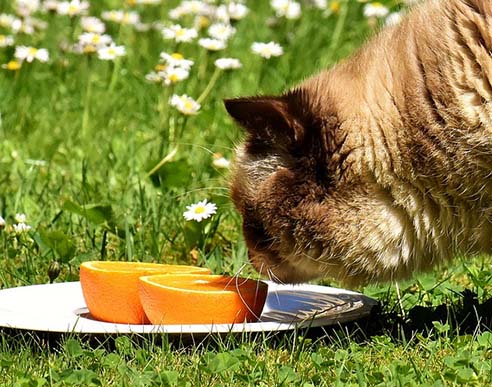 ¿Un gato puede comer naranja?