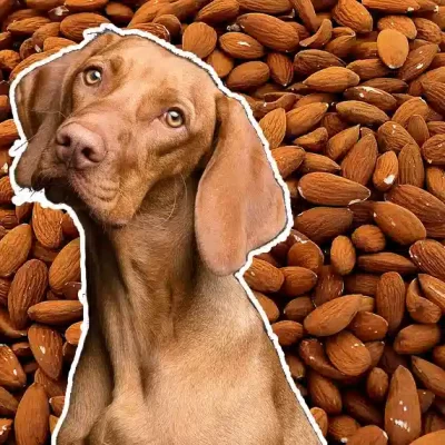 ¿Un perro puede comer almendras?