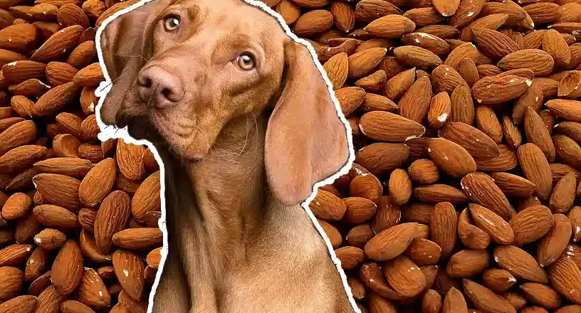 ¿Un perro puede comer almendras?