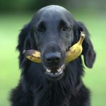 ¿Un perro puede comer banana?