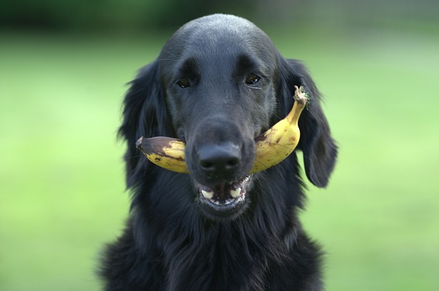 ¿Un perro puede comer banana?